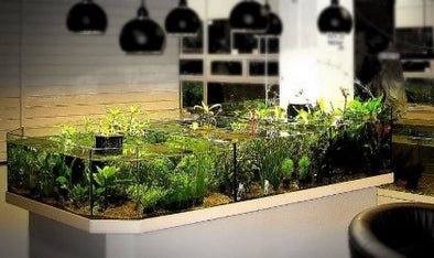 Cascading Aquatic Plant Merchandiser