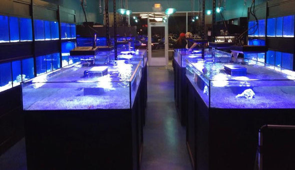 Frag or Coral Display Tanks or Tables