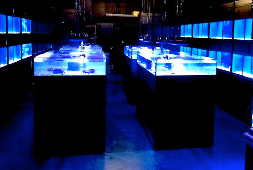 Frag Tables in Tropical Fish Store