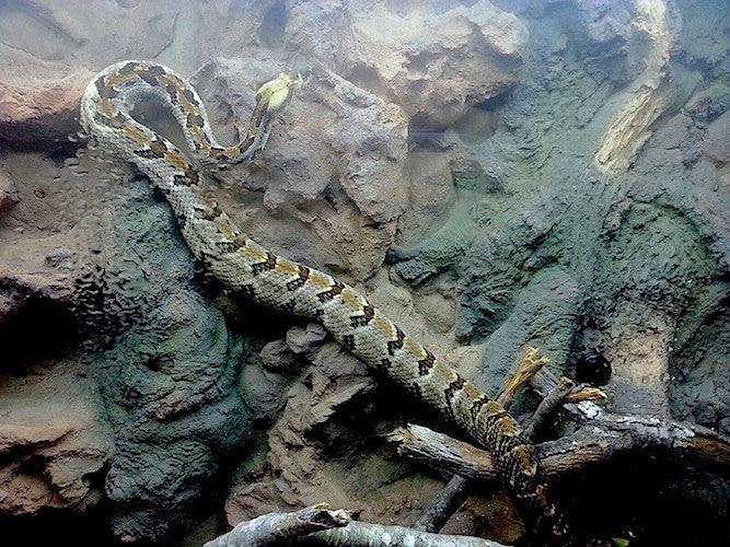 Rattle Snake Custom Design Terrarium at a Nature Center