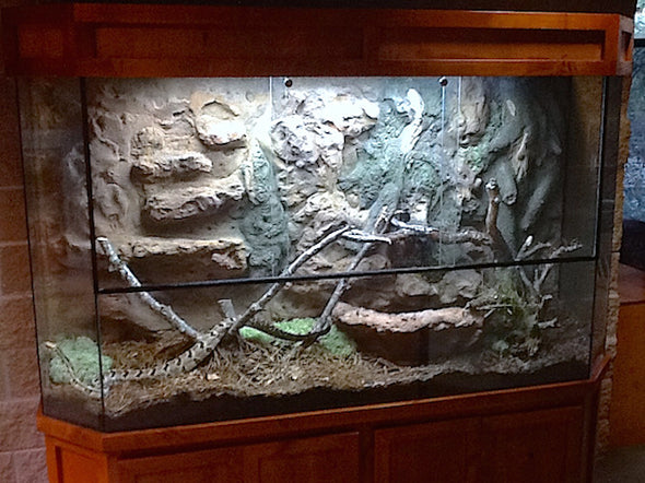 Exhibit "Rattle Snake Terrarium"