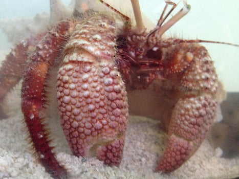 Exhibit "Stingray Coffee Bar"