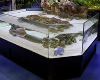 3D Show Aquarium Display Stingray