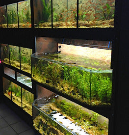 DAS Aquariums THRIVE Bay Enclosure Plant Merchandiser