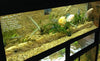 DAS Aquariums Large Display Tanks
