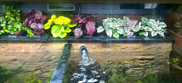 THRIVE Freshwater Fish Care Racks