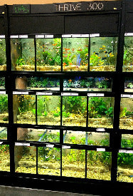 THRIVE Freshwater Fish Care Racks