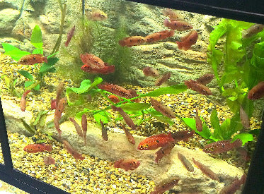THRIVE Freshwater Fish Care Racks