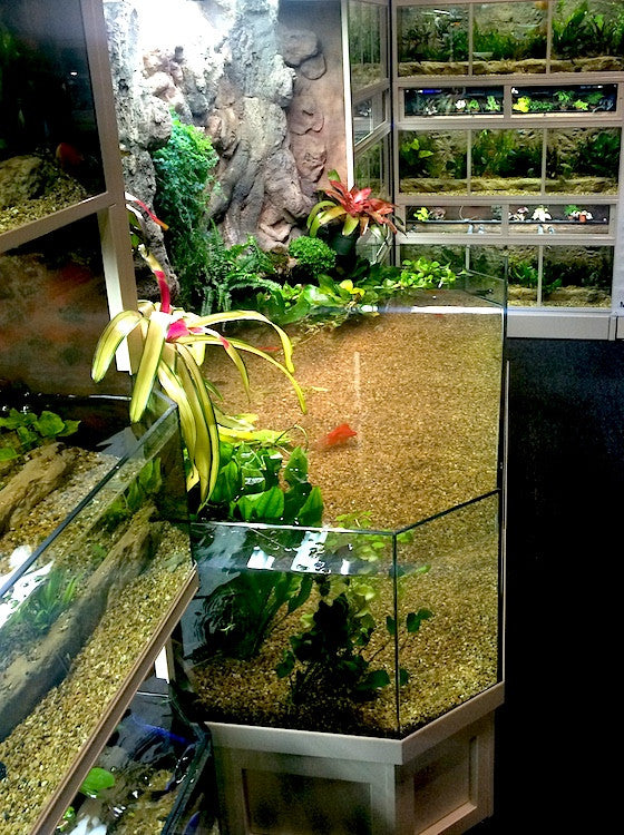 Thrive 3D Aquarium at the Aquatic Experience Tradeshow 2014 