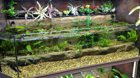 https://www.dasaquariums.com/pages/thrive-with-bio-box