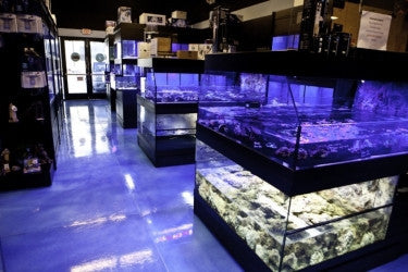 Tropical Fish Store Frag Tank Display Table