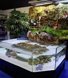3D Show Aquarium Display Stingray